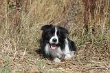 BORDER COLLIE 038